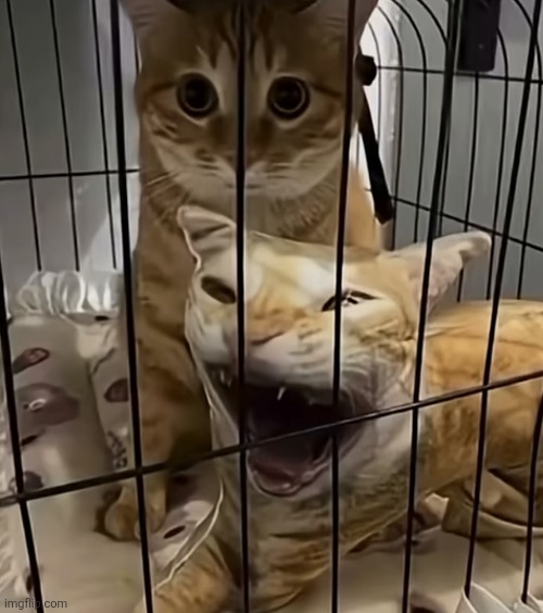 Guys I think he likes it | made w/ Imgflip meme maker