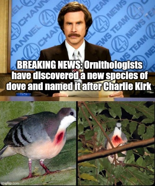 BREAKING NEWS: Ornithologists have discovered a new species of dove and named it after Charlie Kirk | image tagged in breaking news,scumbag republicans,terrorists,trailer trash,conservative hypocrisy,pedophiles | made w/ Imgflip meme maker