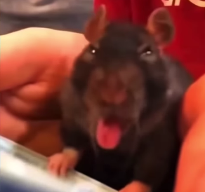 the rat Blank Meme Template