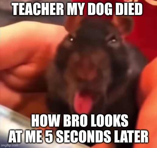 the rat | TEACHER MY DOG DIED; HOW BRO LOOKS AT ME 5 SECONDS LATER | image tagged in the rat | made w/ Imgflip meme maker