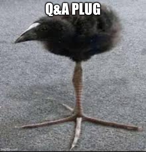 Tripod Bird | Q&A PLUG; HTTPS://IMGFLIP.COM/I/AF0D7T | image tagged in tripod bird | made w/ Imgflip meme maker