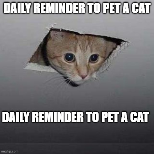 daily reminder to pet a cat | DAILY REMINDER TO PET A CAT; DAILY REMINDER TO PET A CAT | image tagged in memes,ceiling cat | made w/ Imgflip meme maker