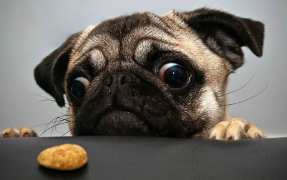 pug VS. nugget Blank Meme Template