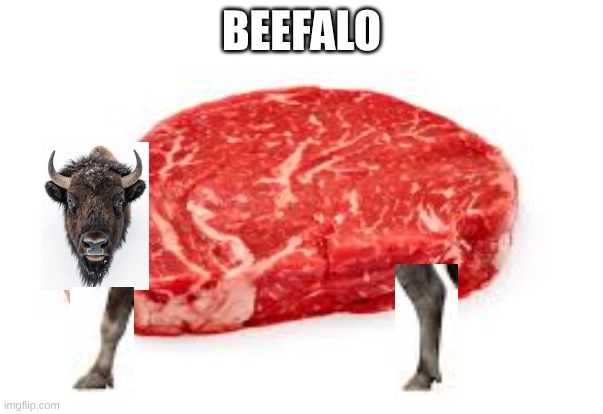 beefalo | BEEFALO | image tagged in buffalo,beef,funny,funny memes,weird,weird stuff | made w/ Imgflip meme maker