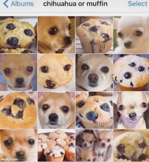 This is hard. | image tagged in memes,funny,animals,dogs,chihuahua | made w/ Imgflip meme maker