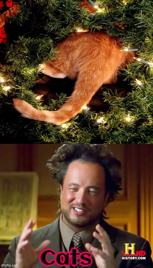 Cat Butt For Christmas | Cats | image tagged in ancient aliens,cats,funny cats,christmas tree,christmas with cats,cat butt | made w/ Imgflip meme maker
