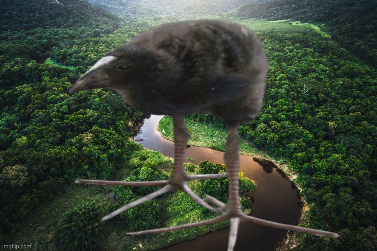 DAMNAZON RAINFOREST | made w/ Imgflip meme maker