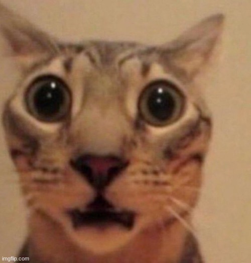 literally every single one of my files is gone bru i can't download anything either | image tagged in shocked cat | made w/ Imgflip meme maker