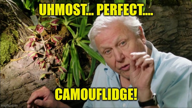 David Attenborough | UHMOST... PERFECT.... CAMOUFLIDGE! | image tagged in david attenborough | made w/ Imgflip meme maker
