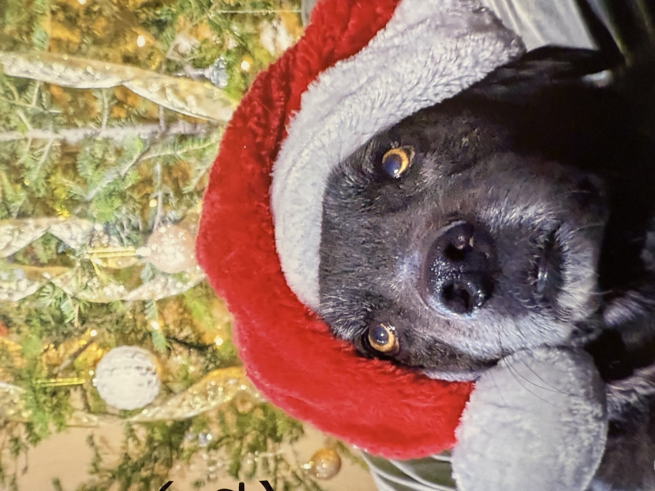 Christmas Dog Blank Meme Template