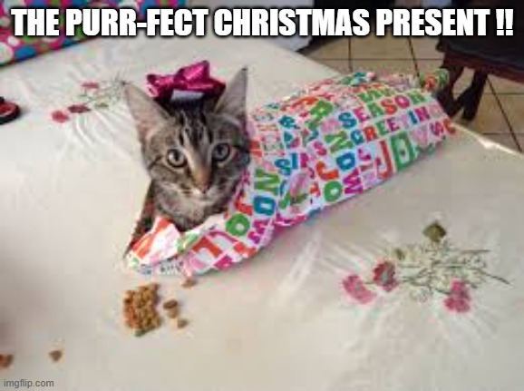 The purr-fect Christmas present........A cat.     --  funny  -- | THE PURR-FECT CHRISTMAS PRESENT !! | image tagged in cat,kittens,funny,humor,christmas,present | made w/ Imgflip meme maker