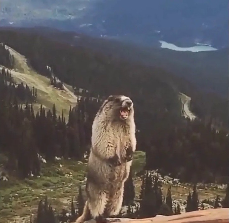 yelling beaver pic Blank Meme Template