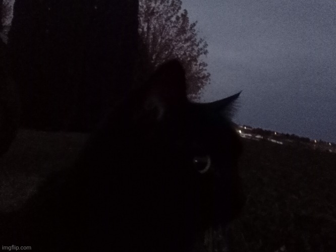 We interrupt your normal post to bring u my cat :3 | made w/ Imgflip meme maker