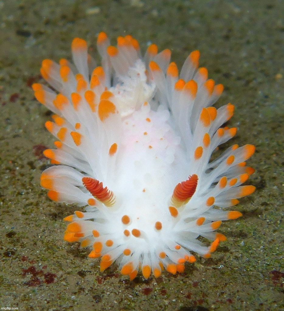 silly slug :3 (come out and play - the offspring) | made w/ Imgflip meme maker