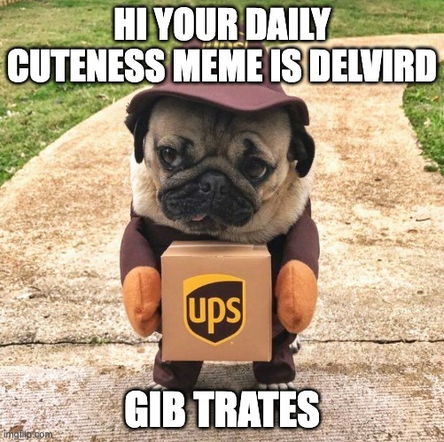 Pug package | HI YOUR DAILY CUTENESS MEME IS DELVIRD; GIB TRATES | image tagged in pug package | made w/ Imgflip meme maker
