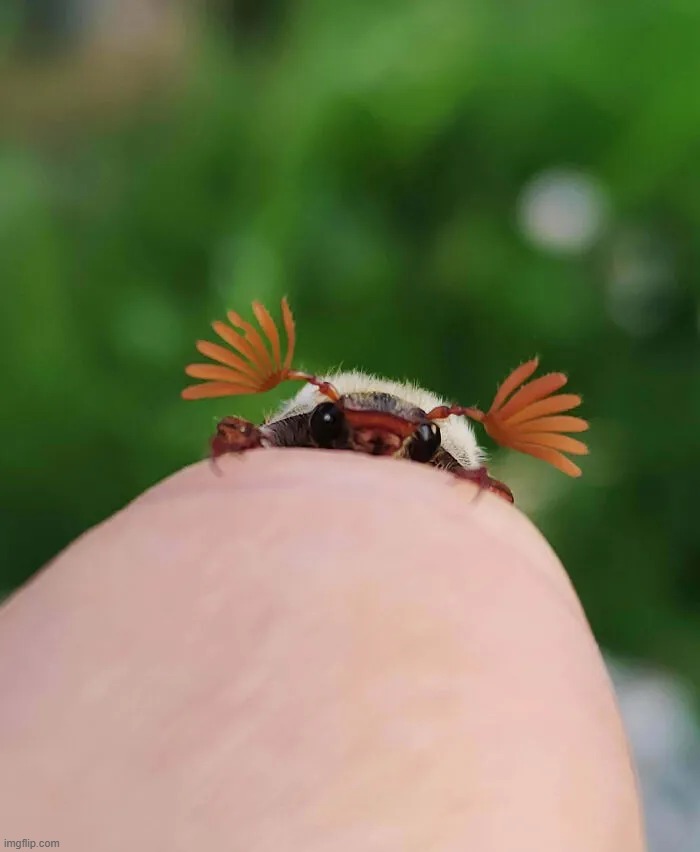 hallo! | made w/ Imgflip meme maker