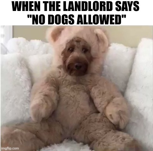 When The Landlord Says No Dogs Allowed | WHEN THE LANDLORD SAYS 
"NO DOGS ALLOWED" | image tagged in chrisjoines1 | made w/ Imgflip meme maker