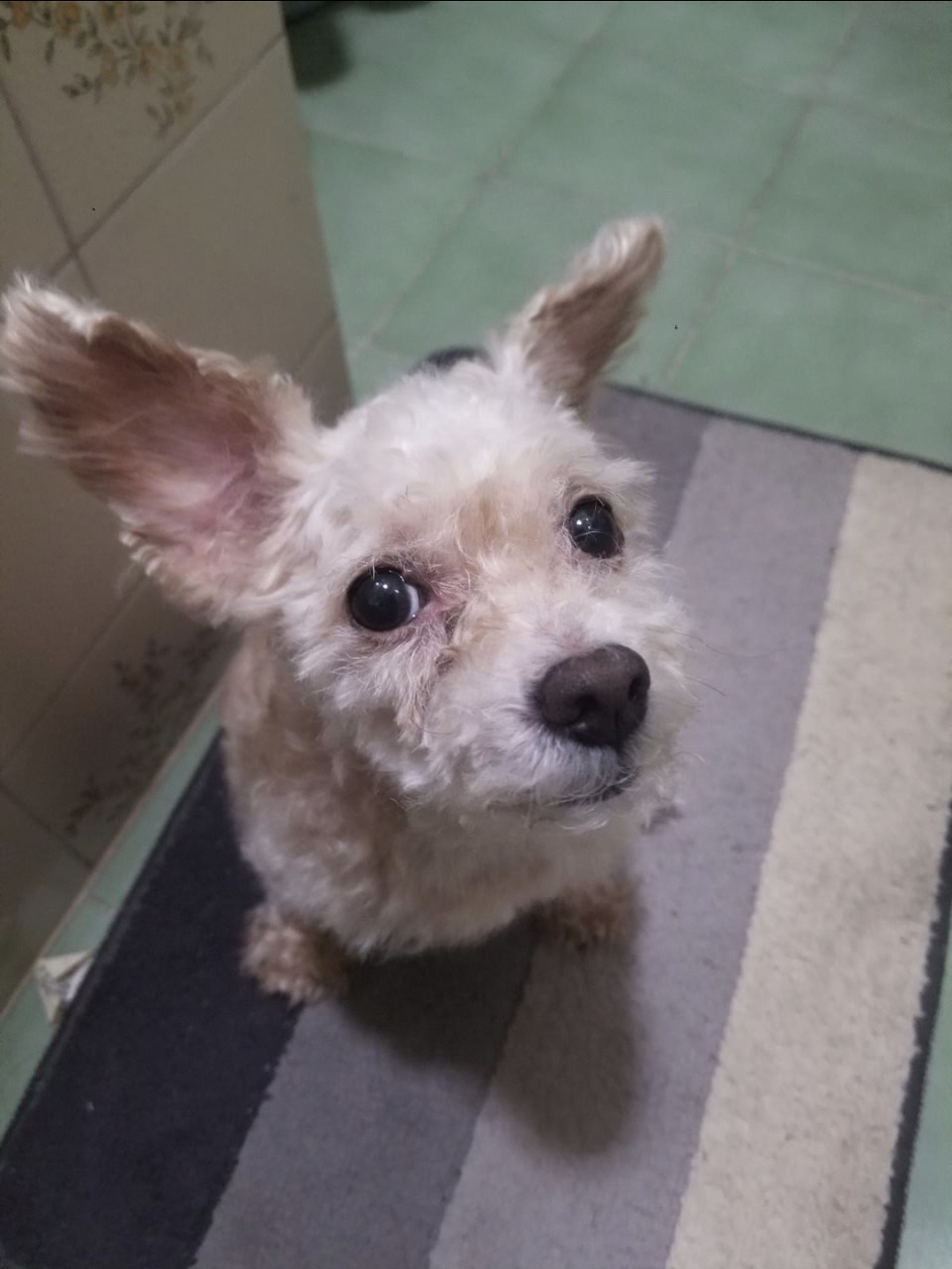 curious dog Blank Meme Template