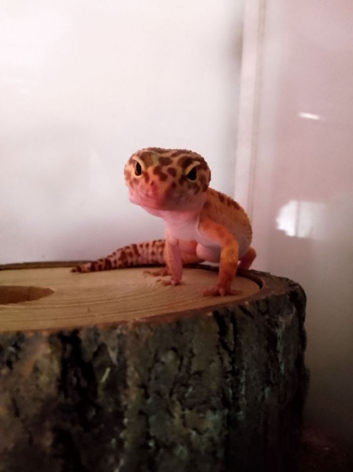 Mr.Pax Blank Meme Template