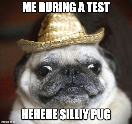 pug life | ME DURING A TEST; HEHEHE SILLIY PUG | image tagged in pug life | made w/ Imgflip meme maker