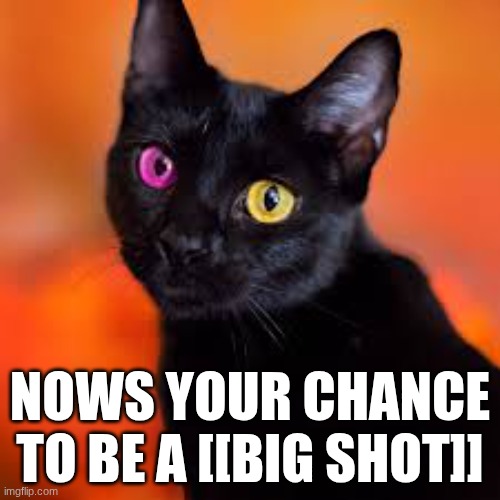 big shot cat | NOWS YOUR CHANCE TO BE A [[BIG SHOT]] | made w/ Imgflip meme maker
