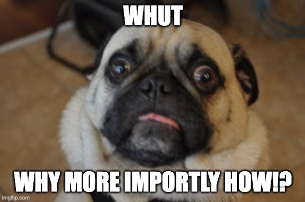 Pug worried | WHUT WHY MORE IMPORTLY HOW!? | image tagged in pug worried | made w/ Imgflip meme maker