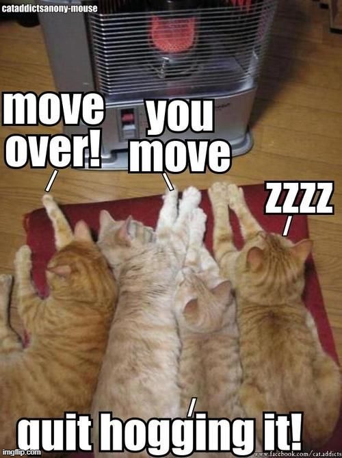 Protips of having multiple cats: watching them squish against each other to reach the heater. | image tagged in memes,cats,heater,orange cats | made w/ Imgflip meme maker
