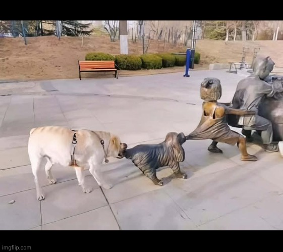 He's a little confused but he's got the spirit | image tagged in dog | made w/ Imgflip meme maker