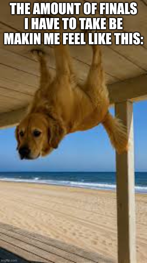 doggy | THE AMOUNT OF FINALS I HAVE TO TAKE BE MAKIN ME FEEL LIKE THIS: | image tagged in doggy | made w/ Imgflip meme maker