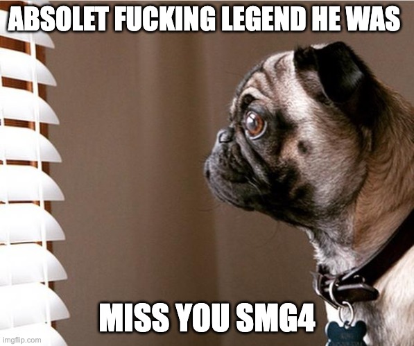 Pug staring out the window | ABSOLET FUCKING LEGEND HE WAS MISS YOU SMG4 | image tagged in pug staring out the window | made w/ Imgflip meme maker