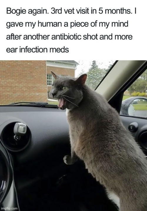 Chastened Thoroughly | image tagged in cats,funny cats,discipline,angry cat,entitlement,narcissism | made w/ Imgflip meme maker