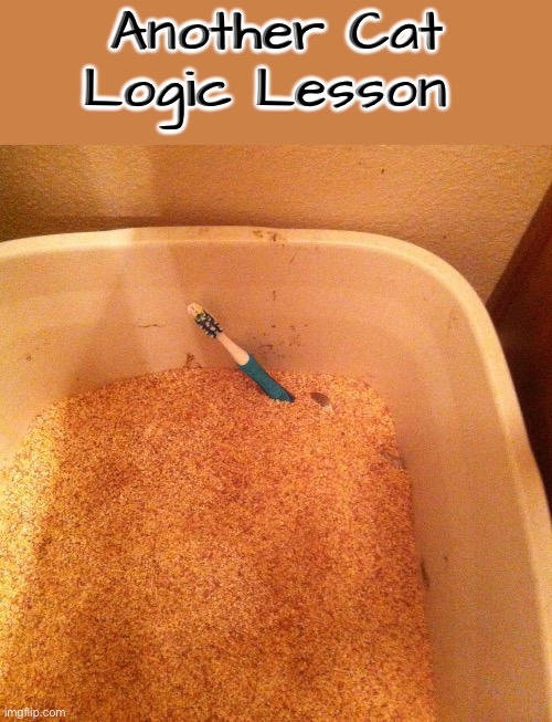 Another Logic Lesson | Another Cat Logic Lesson | image tagged in cats,funny cats,logic,illogical,life lessons,entitlement | made w/ Imgflip meme maker