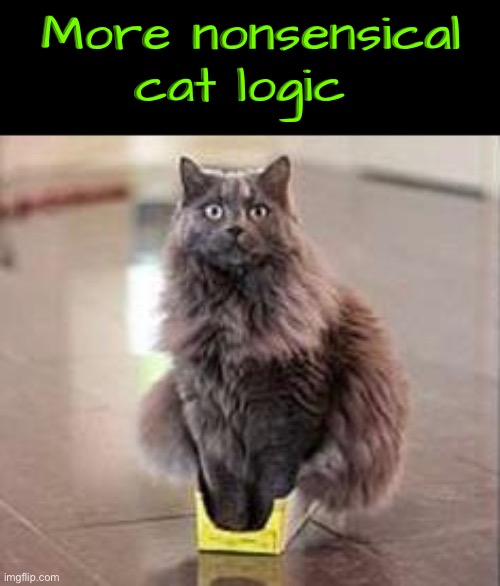 Nonsensical Cat Logic | More nonsensical cat logic | image tagged in cats,funny cat memes,nonsense,logic,illogical,weirdo | made w/ Imgflip meme maker