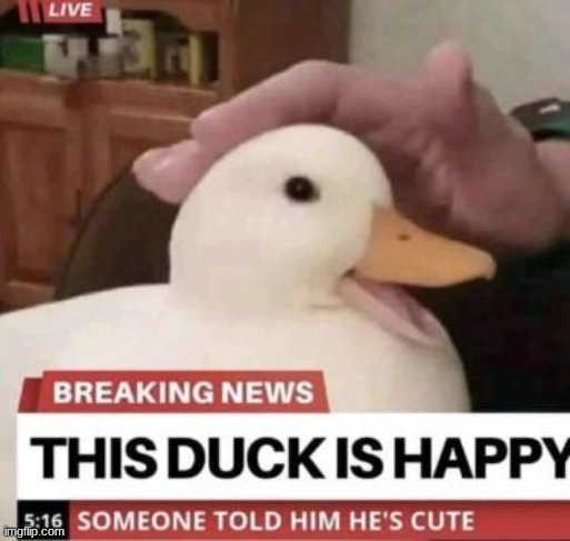 duckie | image tagged in funny memes | made w/ Imgflip meme maker
