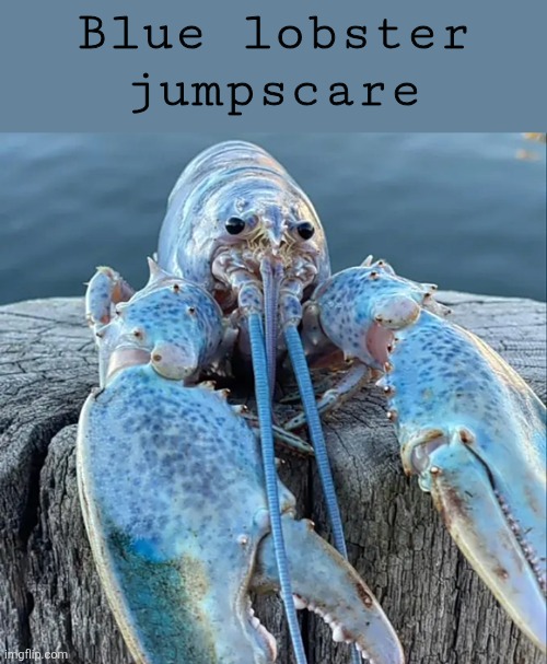 The Blue Lobster | Blue lobster jumpscare | image tagged in the blue lobster | made w/ Imgflip meme maker