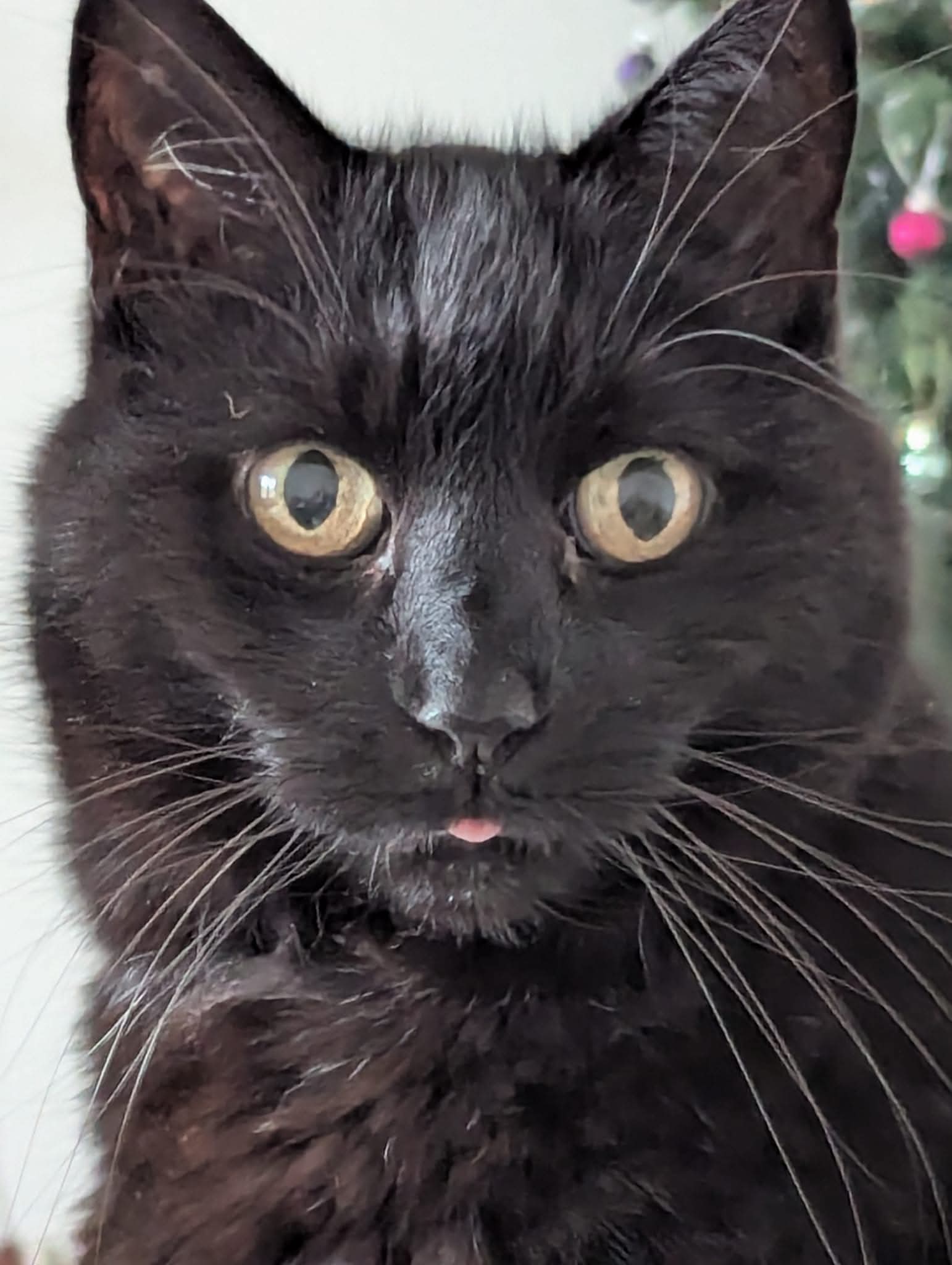 Purrfect Christmas Blank Meme Template