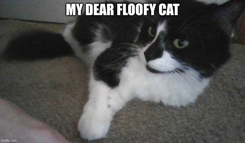 a cat is an animal.... | MY DEAR FLOOFY CAT | image tagged in fluffy tuxedo cat | made w/ Imgflip meme maker