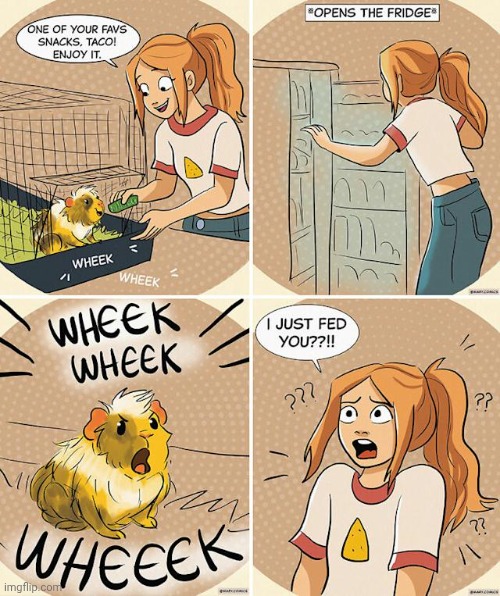 Taco WHEEK | image tagged in pet,taco,pets,comics,comics/cartoons,feed | made w/ Imgflip meme maker