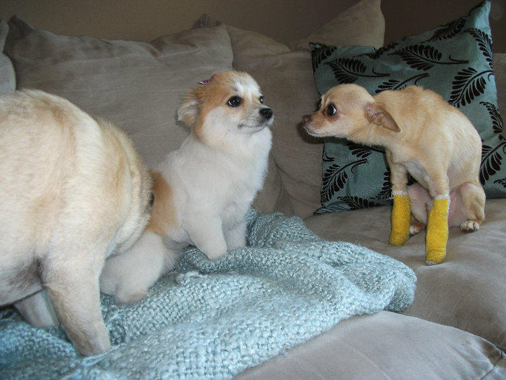 Crackdog Blank Meme Template