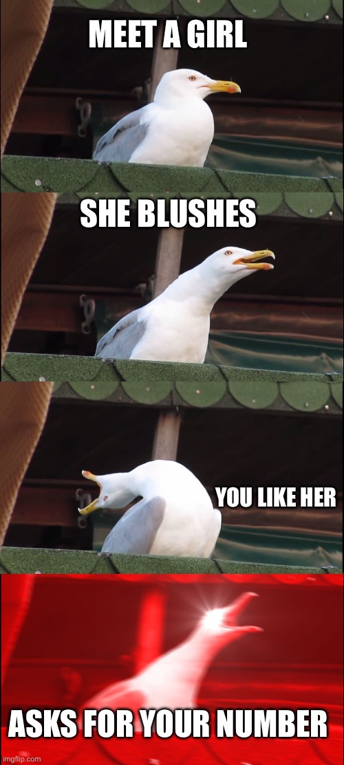 Inhaling Seagull | MEET A GIRL; SHE BLUSHES; YOU LIKE HER; ASKS FOR YOUR NUMBER | image tagged in memes,inhaling seagull | made w/ Imgflip meme maker