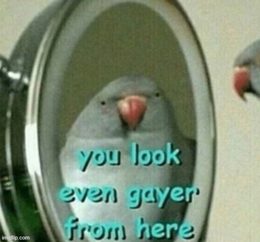 You look even gayer from here | image tagged in you look even gayer from here | made w/ Imgflip meme maker
