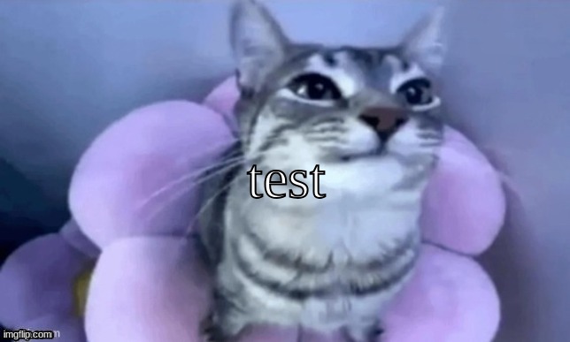 kitty | test | image tagged in kitty | made w/ Imgflip meme maker