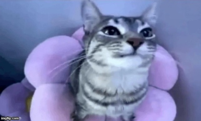 best temp ever | image tagged in kitty | made w/ Imgflip meme maker