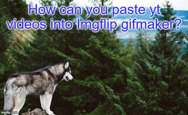 ? | How can you paste yt videos into Imgflip gifmaker? | image tagged in husky | made w/ Imgflip meme maker