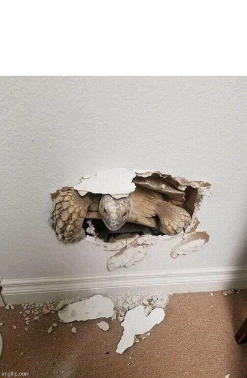 Turtle Crashing Out Of Wall | image tagged in turtle crashing out of wall | made w/ Imgflip meme maker