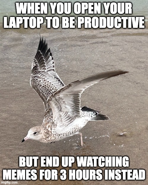 Don't Waste Time Like Me | WHEN YOU OPEN YOUR LAPTOP TO BE PRODUCTIVE; BUT END UP WATCHING MEMES FOR 3 HOURS INSTEAD | image tagged in funny,fun,seagull,waste of time,take off,nature | made w/ Imgflip meme maker