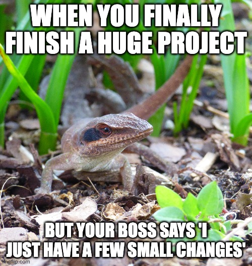 Spoilers: There are more than a few big changes to be made | WHEN YOU FINALLY FINISH A HUGE PROJECT; BUT YOUR BOSS SAYS 'I JUST HAVE A FEW SMALL CHANGES' | image tagged in lizard,nature,funny,fun,boss | made w/ Imgflip meme maker