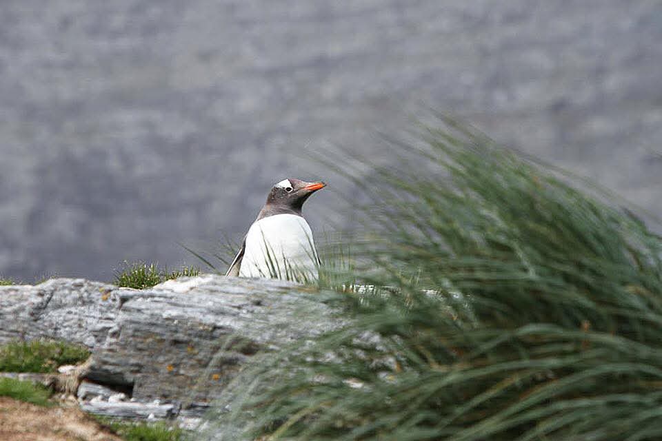 Festive penguin Blank Meme Template
