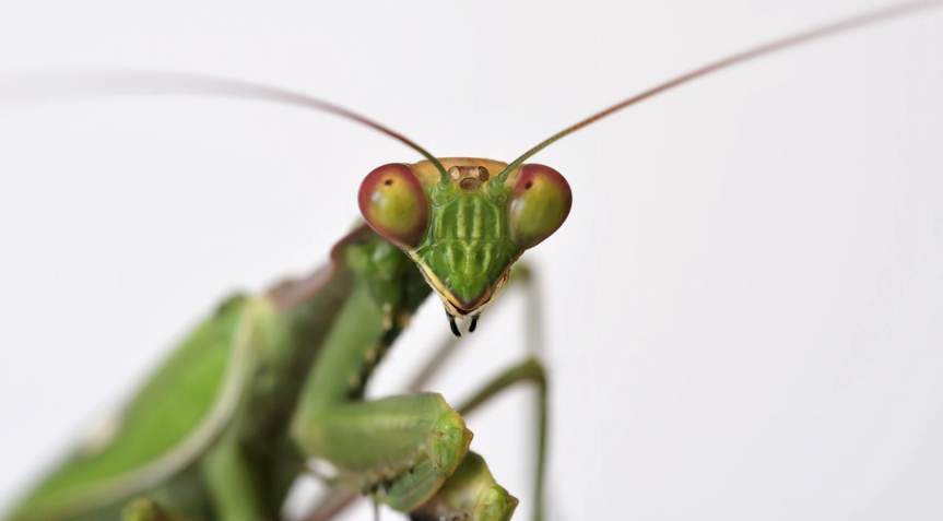 Mantis Blank Meme Template