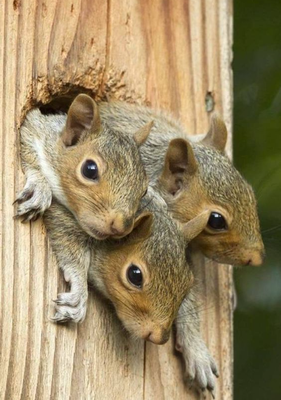 Squirrels Blank Meme Template